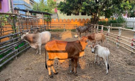 Orphan Kapila Muni Meets the Ashram Bulls for the First Time