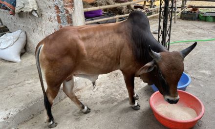 Today Raju the Street Bull Came to Visit His Old Bull Friends in Our Goshala (Video)